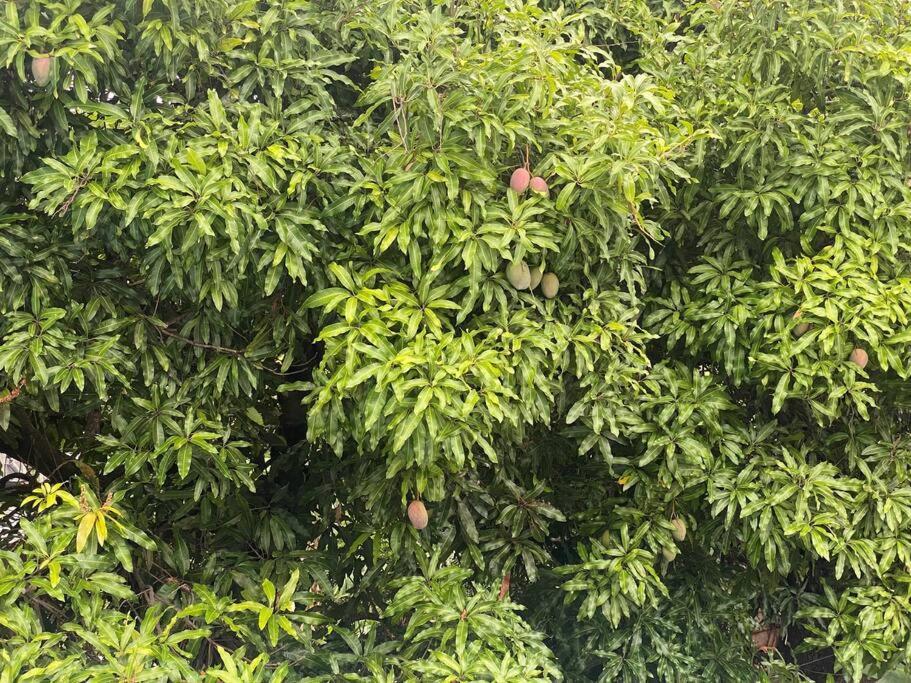 旧阿比唐Cocon Tropical公寓 外观 照片