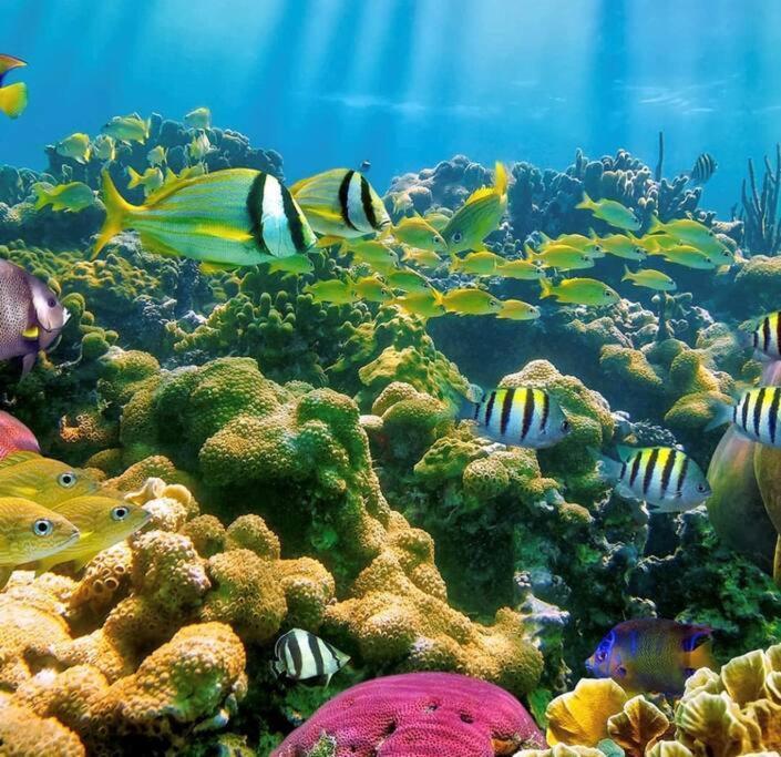 旧阿比唐Cocon Tropical公寓 外观 照片